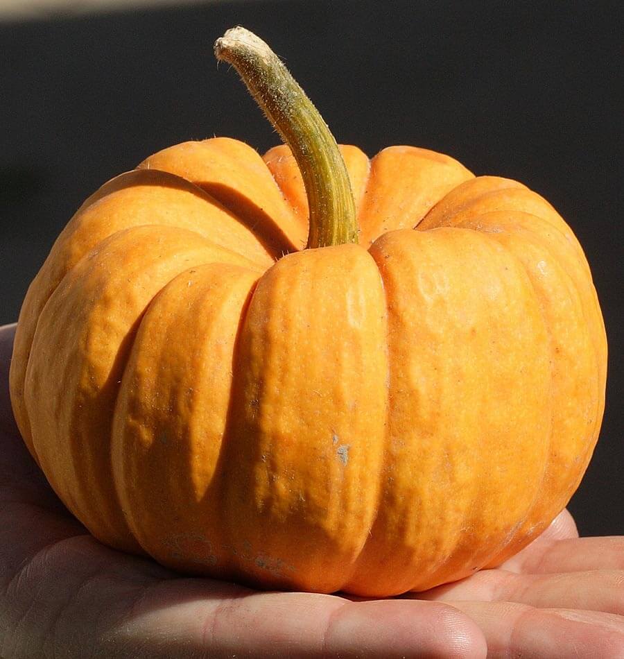 Pumpkin Ornaments